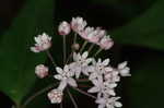 Fourleaf milkweed